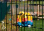 Australia Arc Fence 3d Wire Mesh Fence 1200*2000mm With Long Life