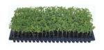 New style plastic seedling tray Seedlings plants Plant pots wholesale with low