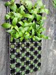 50 Holes Plastic Seedling Tray Nursery Tray For Flower And Trees Cell Tray