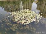 Stainless Mesh Water Hyacinth Water Moss Reed Collection Boat With Storage