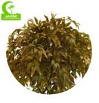 Natural Look 160cm Artificial Ficus Tree For Garden Decoration