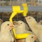 Automatic Poultry Chicken Ball Valve Nipple Drinkers For Poultry Drinking System