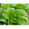 Buy cheap Natural Hue Big Size Dark Green Cabbage / Good Taste Small Green Cabbage from wholesalers