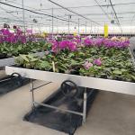 Customized Flower Growing Indoor Seedbed Nursery Grow Table Rolling Bench For
