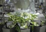 High Speed Granular Packaging Machine Loose Cookies Creakers Use Easily Maintain