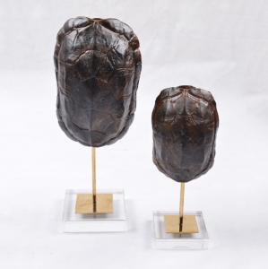 Wholesale Creative Arts and Crafts Turtle Shell Decorative Crafts Unique Face Head Arts for Decoration from china suppliers
