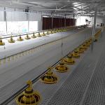 Prefab Automatic Steel Structure Chicken House / Chicken Coop Steel Frame House