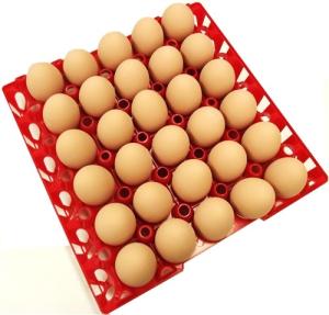 Wholesale Egg tray with 30 holes PP plastic material and different color QL401 from china suppliers