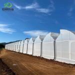 PE Roof Greenhouse for Vegetable Tomato Cucumber Straberry Versatile and