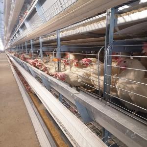 Wholesale H Type Animal Layer Chicken Cages 2mm For Poultry Farm 8 Leves / Floors from china suppliers
