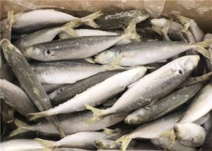 China 120g Whole Round High Protein Frozen Pacific Mackerel on sale