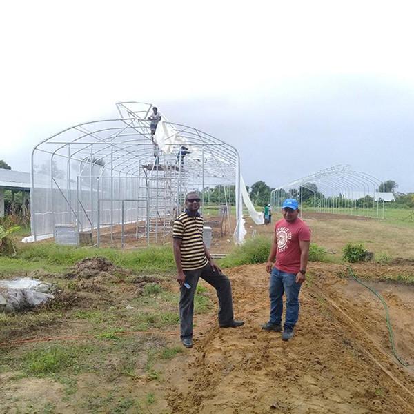 Durable Poly Film Covering Single Span Greenhouse With Umbrella Style Roof