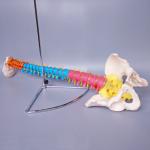 Education Life Size Pvc Simulation 80cm Human Spine Model
