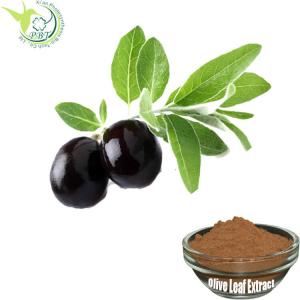 Wholesale Natural Powerful Antioxidant Olive Leaf Extract supplement 20% Oleuropein from china suppliers