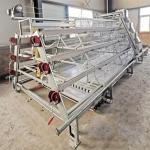 Hot Galvanized A Type Broiler Baby Chick Cage For Automatic Rearing