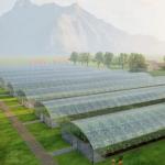 JX-A0078 Large Film Solar Greenhouses Steel Structure Single Span Tunnel