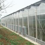 Multispan Polycarbonate Tunnel Greenhouse For Vegetables Growing