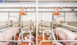 Insulation Fireproof Piggery Shed Poultry Farm Shed Building