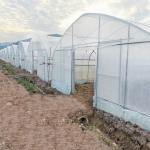 Hydroponic System Steel Frame Arch Plastic Film Poly Tunnel Greenhouse For
