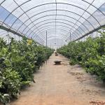 Commercial Greenhouse System for Affordable Hydroponic Tunnel Initial Payment
