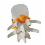 Human Vertebrae Anatomical Skeleton Educational Model 3D