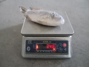 China Frozen Tilapia Whole Round Grade A size 300-500 on sale