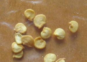 Wholesale HACCP Spicy Dried Chilli Seeds 8mm Size 5% Moisture Hot Taste from china suppliers