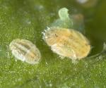 30% Thiamethoxam Kill All Aphid Suitable For Green House Agricultural Pesticide