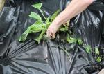 Ground Cover / Landscape Agriculture Fabric Weed Control fabric Non - Toxic