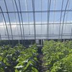 Sunlight Greenhouse Aquaculture Vegetable Production Seeding 1 Square Meter Min
