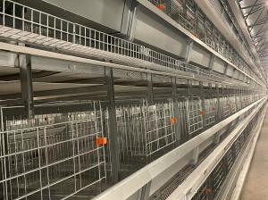 Wholesale Poultry Farm Battery Automatic Chicken Cage Saving Feed ISO9001 Approved from china suppliers