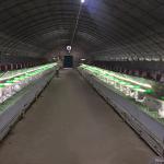 Large Scale Farm Rabbit Cage 2400 * 2000 * 1500mm Size For Female Rabbit