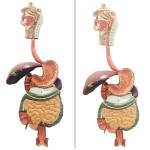 Plastic Simulation 86cm Small Anatomy Models Human Blood Circulatory System