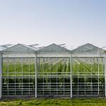 Hydroponic Growing System Venlo Glass Greenhouse Galvanized Steel Frame