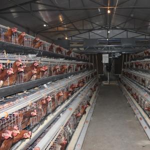 Wholesale A Type 96 or 128 Capacity Automatic Layer Battery Chicken Cage from china suppliers
