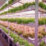 Container Greenhouse Vegetable House for Shipping Cost and Estimated Delivery
