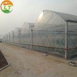 Customized Length Film Multi-Span Greenhouse with Film Cover at Affordable