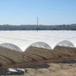 10000 Sqm Easy Connected Tunnel Cgreenhoue Plastic Poly Film Growing Strawberry
