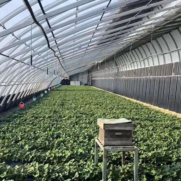 Multi-Span Aquaponics Hydroponic Growing System for US Currency in Sunlight