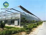 150N/MM Multi Span Glass Greenhouse of cucumbers vegetable