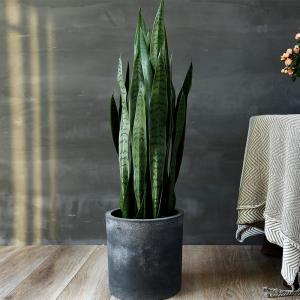 Wholesale Artificial Potted Bonsai Agave Plant Landing Ornaments Indoor Decoration from china suppliers