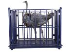 LED OEM Cattle Weighing Scales Industrial Blue For Farm
