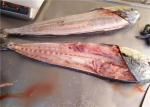 BQF Pacific Ocean 1KG 2KG Whole Round Fresh Mahi Mahi