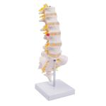 Lumbar Vertebrae Spinal Column Anatomical Skeleton Model For Medical Demonstrati