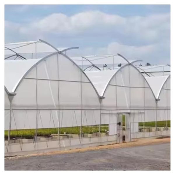 Durable Custom Size Poly Tunnel Multi-span Film Agricultural Greenhouse for