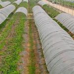Hydrophilic Non Woven Biodegradable Fabric 50cm ~ 200cm Width For Ground Cover