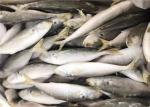 120g Whole Round High Protein Frozen Pacific Mackerel