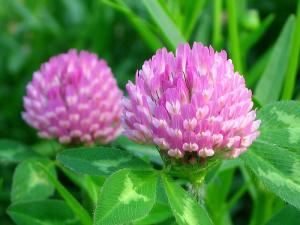 China Red Clover Extract, Red Clover Extract powder,Red Clover P.E.,total Isoflavones 2.5%-80% on sale