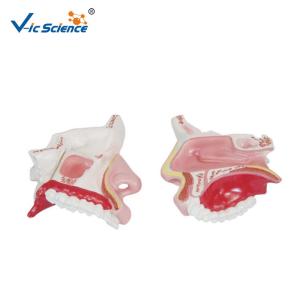 Wholesale Vic Science Nasal Cavity Model , Human Nose Model For School Bilological Class from china suppliers