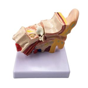 Wholesale Medical Teaching Types c Anatomy 3D Desktop Inner Ear Model from china suppliers